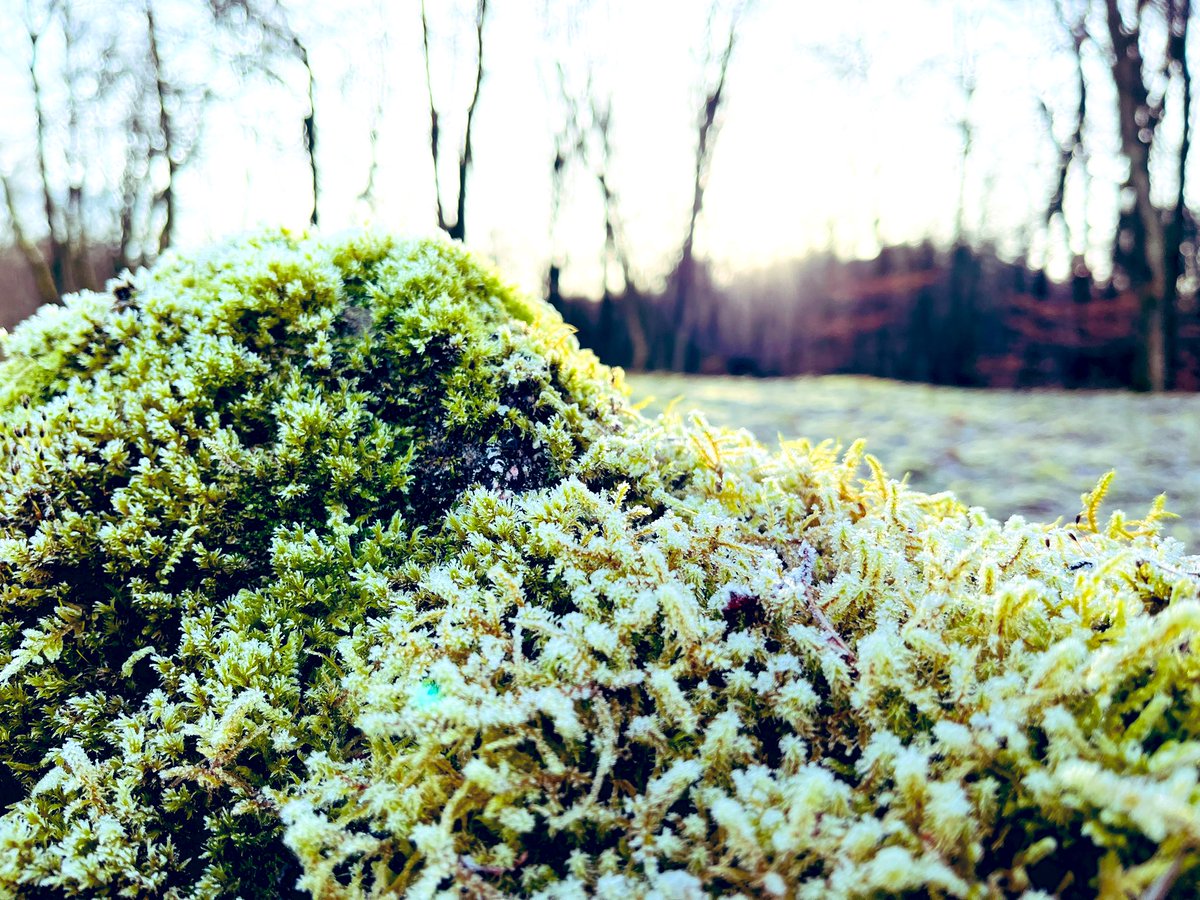 Dr_LangP's tweet photo. Beautiful frosty morning for a walk with nature π€βοΈ #bryophytes #landscapestomicroscapes #wellbeingneeds https://t.co/4JTzSzIFkr