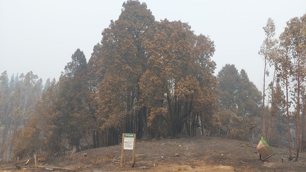 Biodiversidad perdida. Además del terrible drama humano de #incendios en #Biobio, importante Flora Amenazada sucumbió al fuego: relictos de Queule (Gomortega keule) y Pitao (Pitavia punctata) hechos cenizas  <a href="/MMAChile/">Ministerio del Medio Ambiente</a> <a href="/CONAFBiobio/">CONAF Biobío</a> <a href="/IEBChile/">Instituto de Ecología y Biodiversidad - IEB</a> fotografía de <a href="/Fundacion_Keule/">Fundación Keule</a>