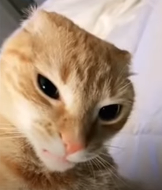 ᴋᴀᴛᴍᴀɴ 👴 (Um_nyarawr) さんのイラスト・マンガ作品まとめ (64 件) Twoucan