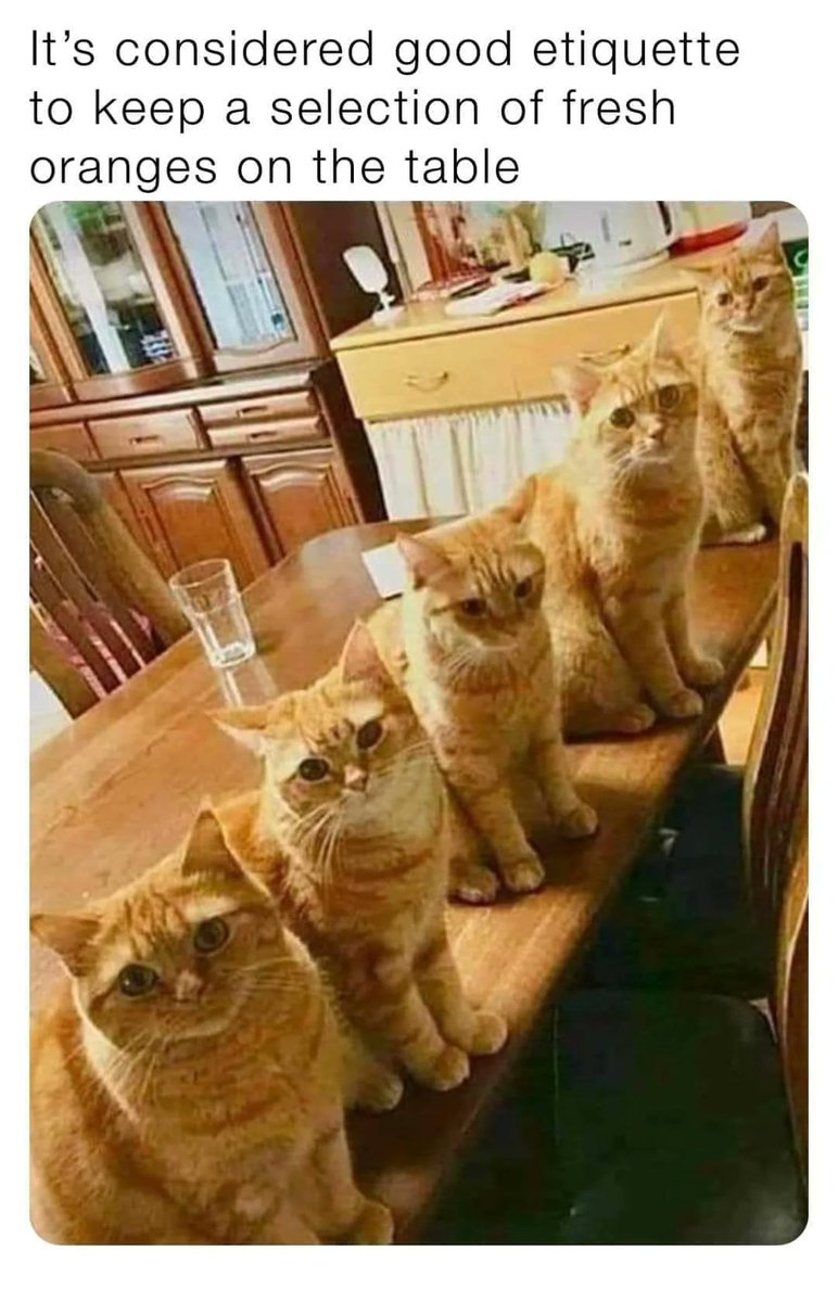 The best oranges🥰