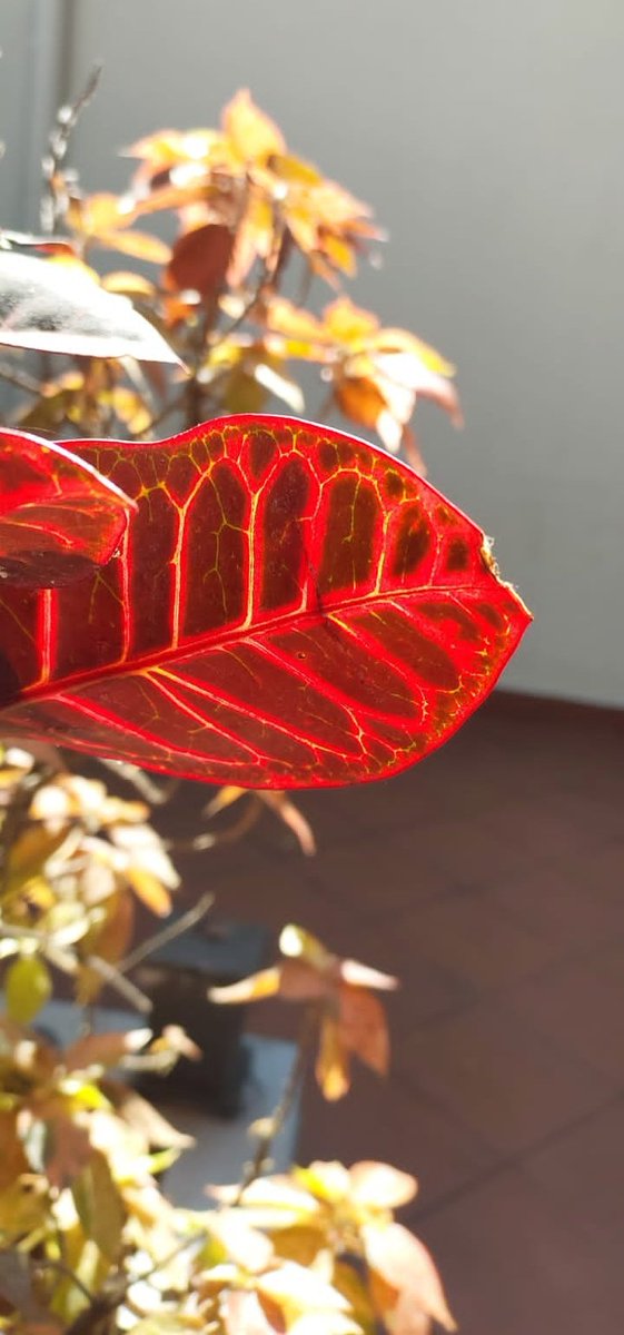 Madhumathi_Inks's tweet photo. #FramingMomentsLeavingHeartprints
Sun-kissed leaves, and the language of colors...
How magically beautiful is the world of Nature, painting moments... Planting hope in hearts...✨
#leaves #naturelovers #Nature #NaturePhotography #Patterns #Colors #LanguageofColors #Variegation https://t.co/tc2e8IFGHq