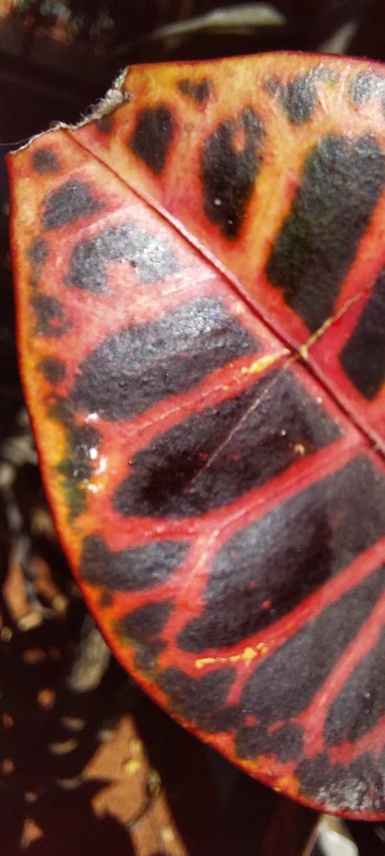 Madhumathi_Inks's tweet photo. #FramingMomentsLeavingHeartprints
Sun-kissed leaves, and the language of colors...
How magically beautiful is the world of Nature, painting moments... Planting hope in hearts...✨
#leaves #naturelovers #Nature #NaturePhotography #Patterns #Colors #LanguageofColors #Variegation https://t.co/tc2e8IFGHq