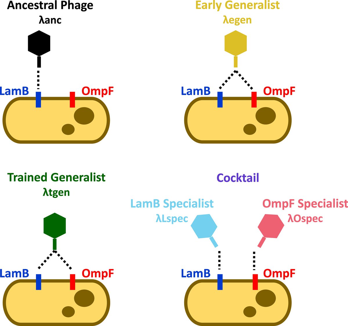 Comparison of bacterial suppression by phage cocktails, dual-receptor generalists, and coevolutionarily trained phages
doi.org/10.1111/eva.13…

by Borin et al 
<a href="/justinrmeyer/">Justin Meyer</a> <a href="/jm_borin/">Josh Borin</a>

#coevolution #generalist #phage #cocktail #training #resistance