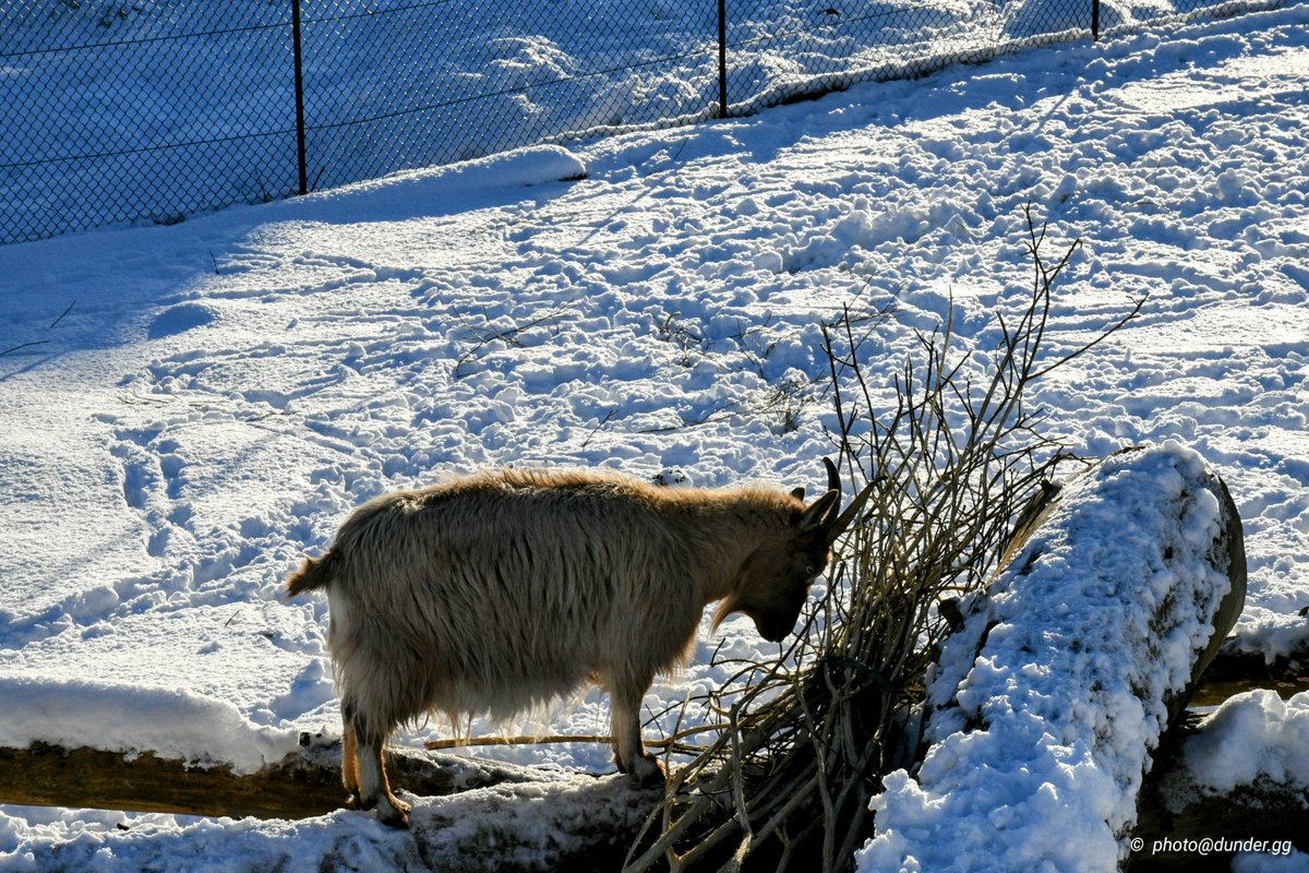 Dunder_GG's tweet photo. The first perfect weather day of the year prompted the first #photowalk of '23
A rare occurrence with so much #sun and so little wind in #Gothenburg #Sweden
#göteborg #nature #animals #photography #NaturePhotography #sea #blue #sky #sunshine #snow #photographer #DunderGG #winter https://t.co/xFE8IPGchm