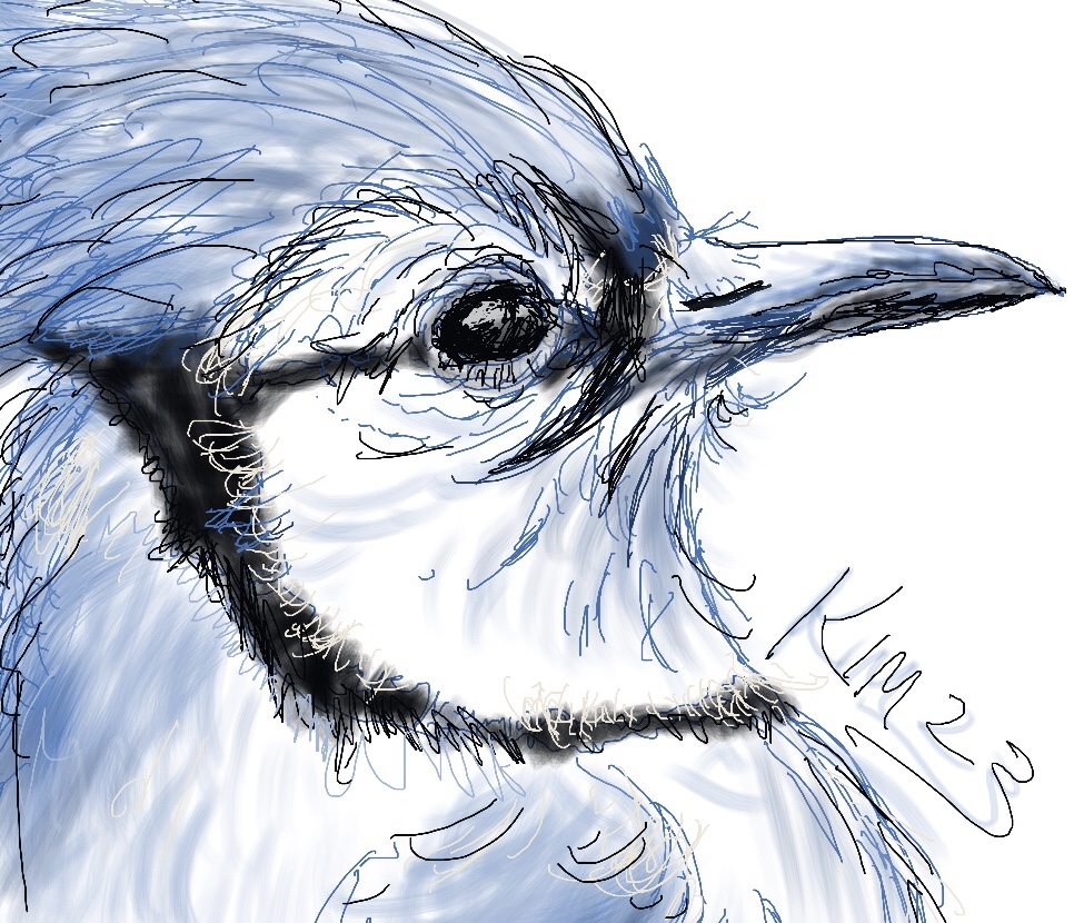 Another day…another Jay. Today’s warm up.

#birdart #bluejaybird