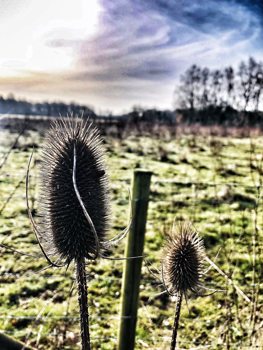matt_cork's tweet photo. Another day… boots on… another canal walk! 🥾🥾
The waterways, fields & lanes of Marbury & Great Budworth
Perfect day for it! 🌳☀️🍃
#winter #walk #sunday #marbury #greatbudworth #marston #comberbach #northwich #cheshire #budworthmere #lionsaltworks https://t.co/6EcUR1wSdP