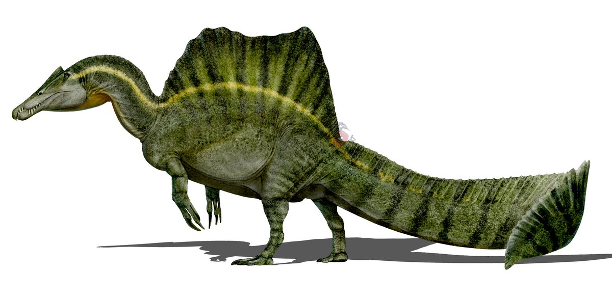 Spinosaurus aegyptiacus

Este es un casi remake de uno que hice hace mucho tiempo, espero les guste esta visión.