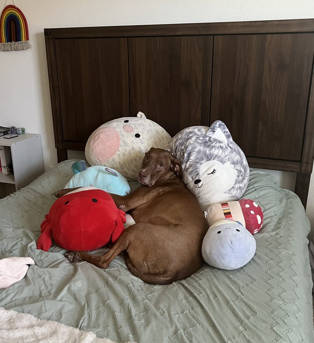 frida just sent me these pictures of my son, the snuggle king of central texas