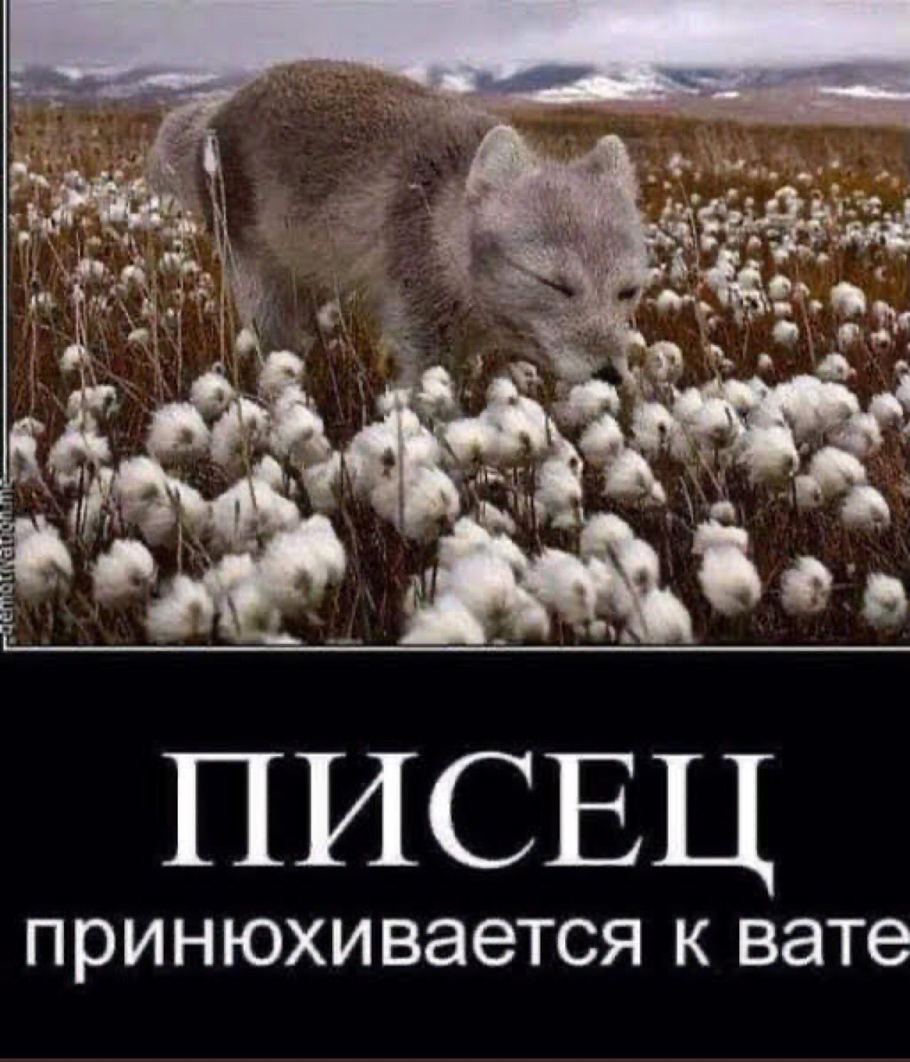 Песец пришел