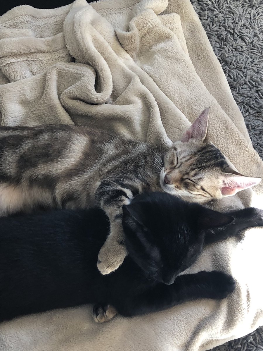 sltclilly's tweet photo. @CATBRAINCELL C’est mes chatons ça fait plus d’un mois que je les ai pas vu 🥲 https://t.co/wZeO5LTE8b