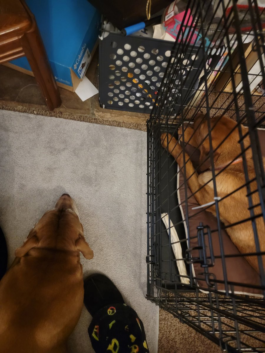 poulos71's tweet photo. Desensitization is key to minimizing your canines reactivity. ~ #poetry #bitchyouguessedit #imapoet #BehavioralModification #SLC #DNPTRAINING https://t.co/6YNYqVx6Yr