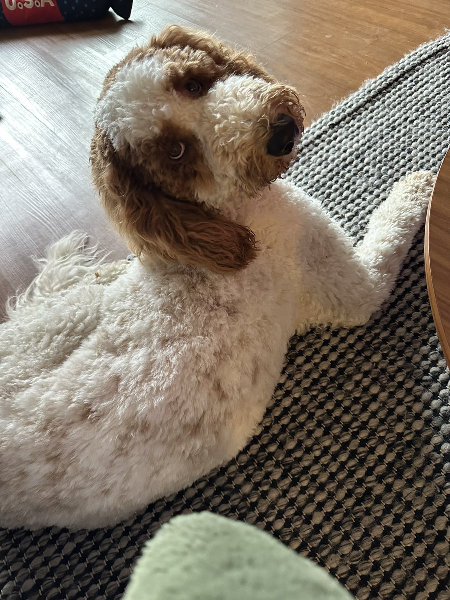JustinAJarrell's tweet photo. @BrianSimsPA I loves my goofy and adorable, Calvin https://t.co/k97MKxQkcU