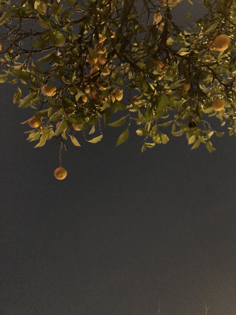 ellysharpsword's tweet photo. adanaya dair ilk hayal kırıklığımı bu mandalinaların yenmediğini öğrendiğimde yaşamıştım https://t.co/Yz1xcFLrGY