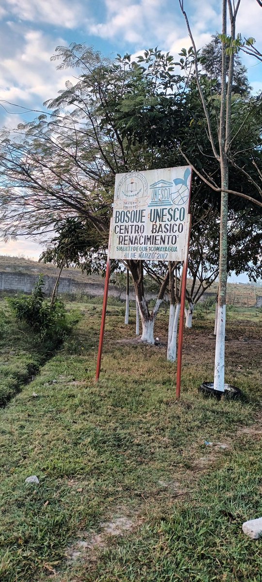 zully036's tweet photo. Hace algún tiempo, llamó mi atención, un pequeño bosque que al parecer fue plantado en el 2017 por estudiantes de una escuela local.
#unesco #Siguatepeque https://t.co/kFCootQNvs
