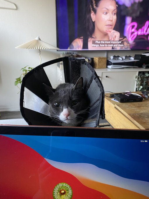 demon rat insists I should do work https://t.co/c0EQgOctaa