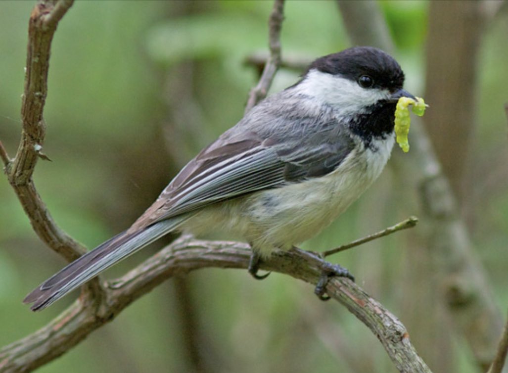 Dr_Akito's tweet image. Did you know? A chickadee eats 390-570 caterpillars daily! 6000-9000 caterpillars are brought to a nest in a ~2-week period. If you want more birds in your yard, don’t rely just on birdseed, you need more caterpillars, and natural habitat for them @DLNarango #saveinsects