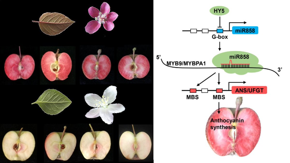 Red-fleshed apples are not only special in appearance, but also very important for human health because of their high anthocyanin content. 

Check out here how a HY5-miR858-MYB loop mediates anthocyanin biosynthesis 

👉🍎doi.org/10.1111/tpj.16…🍎👈