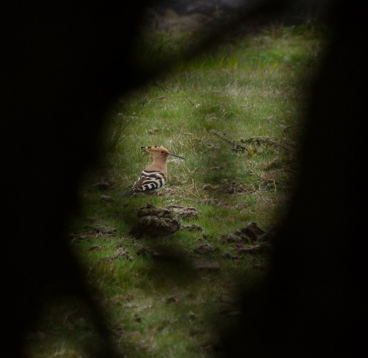 The nights may be cold, but the days are warm and full of promise. One of my fav pics ever - taken during an insane influx of Hoopoe to Scilly in 2015 where I saw 7 in 7 days, finding 3 and seeing two sets of 2 together! With Hoopoe, the best views are often through things