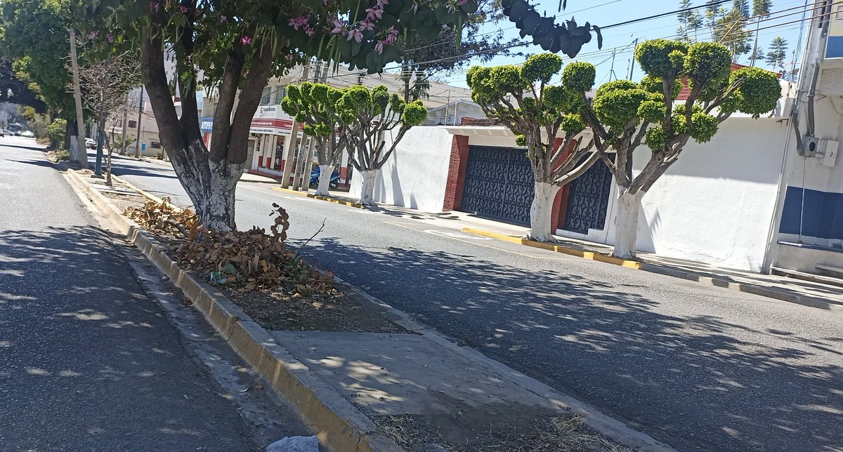 chumbert1's tweet photo. La denuncia pública en redes es una forma de supervisar omisiones @MunicipioOaxaca, con el objetivo de que puedan ser corregidas. Aquí vemos una falta de atención en la mayoría de las jardineras en la Col. Reforma, y esto lleva mucho tiempo. No todo es el Zócalo de la cd. #Oaxaca https://t.co/Lhqsh737ed