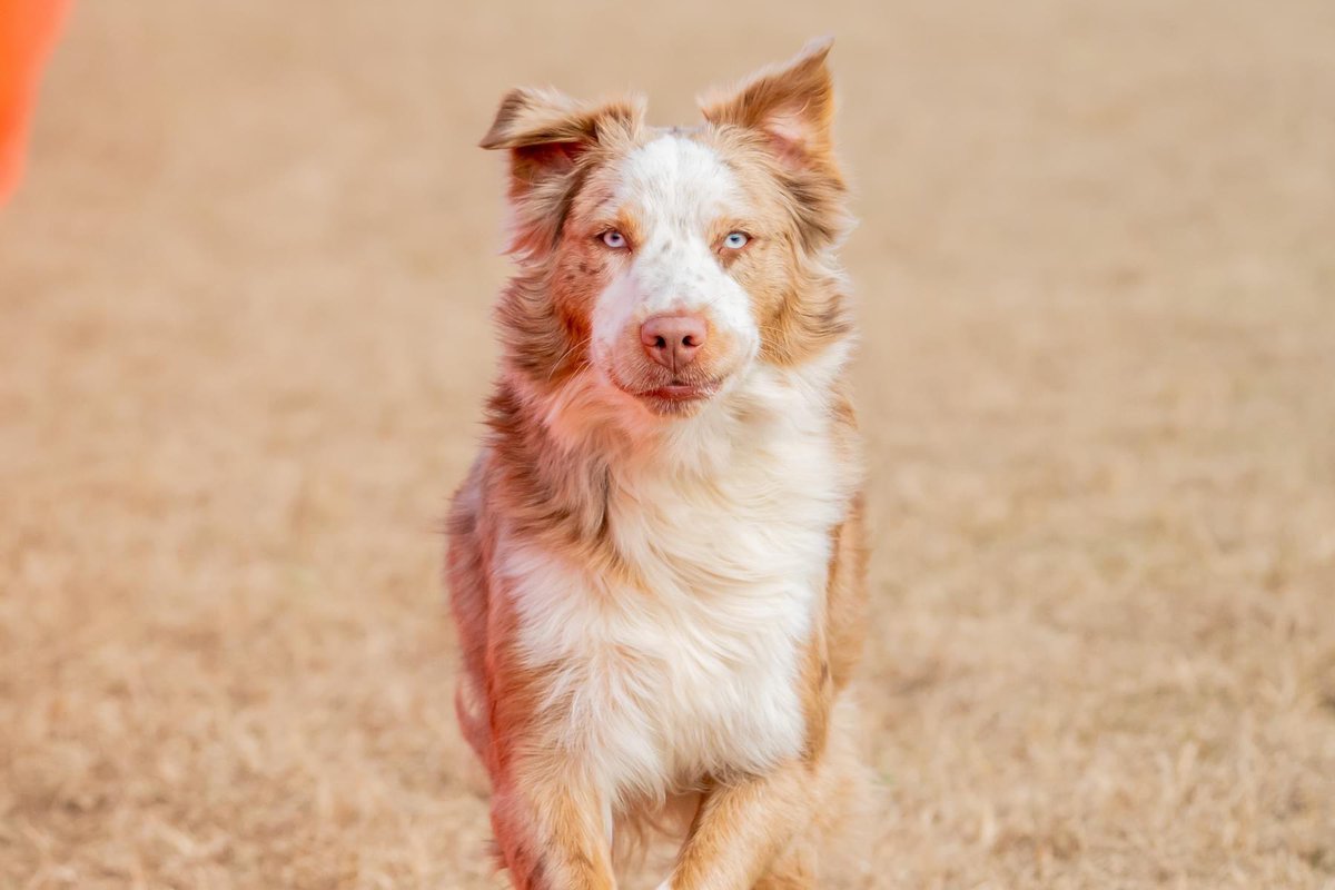 ChaoticLeeMe's tweet photo. Gotta show off my girl on her CABT run 😎
.
.
.

#australianshepherd #aussie #akcsports #australianshepherdsofinstagram #aussiepuppy #australianshepherdworld #aussiesdoingthings #aussielove #aussieshepherd #aussielovers #fastcat #australianshepherds #dogsports #dogphotography https://t.co/8RpeilmbPh