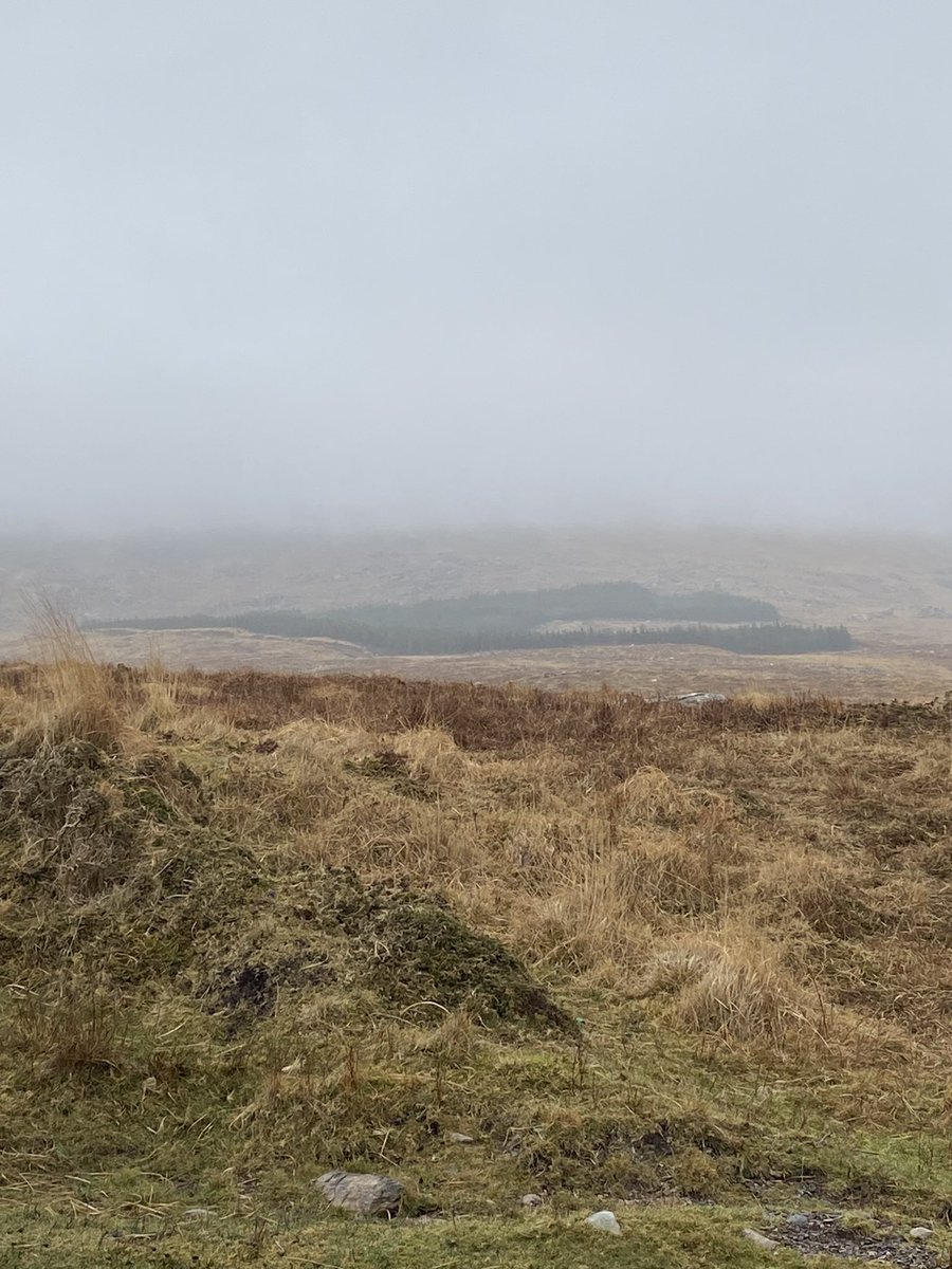 Mollkos's tweet photo. Day 36 while itβs sunny in a lot of the country, we are still stuck in the mist in the south west. The sheep cheered me up again today. #100daysofwalking @NewstalkFM Day 1497 #1500daysofwalking #365daysofwalking https://t.co/5w44qyE6w2