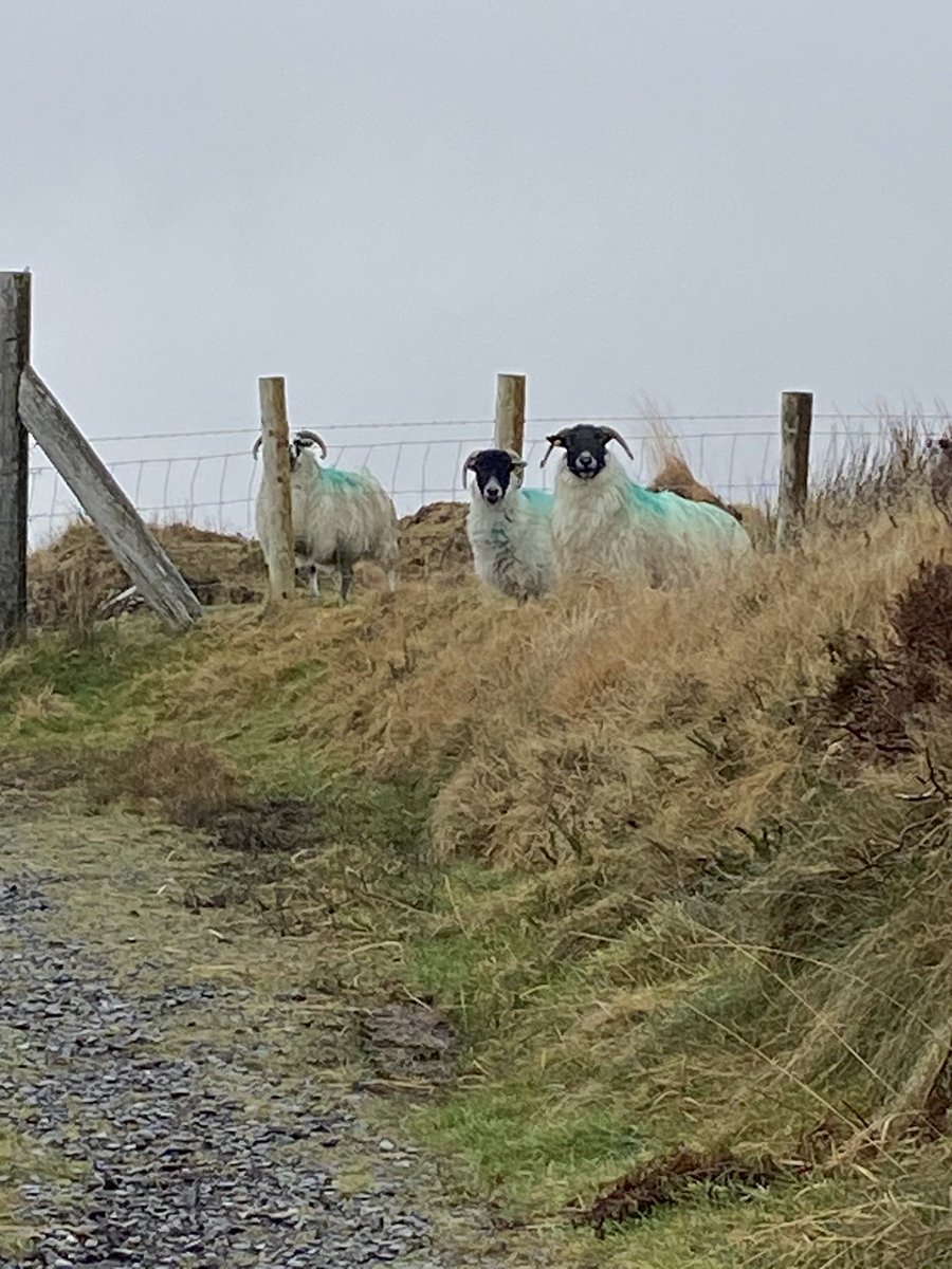 Mollkos's tweet photo. Day 36 while itβs sunny in a lot of the country, we are still stuck in the mist in the south west. The sheep cheered me up again today. #100daysofwalking @NewstalkFM Day 1497 #1500daysofwalking #365daysofwalking https://t.co/5w44qyE6w2
