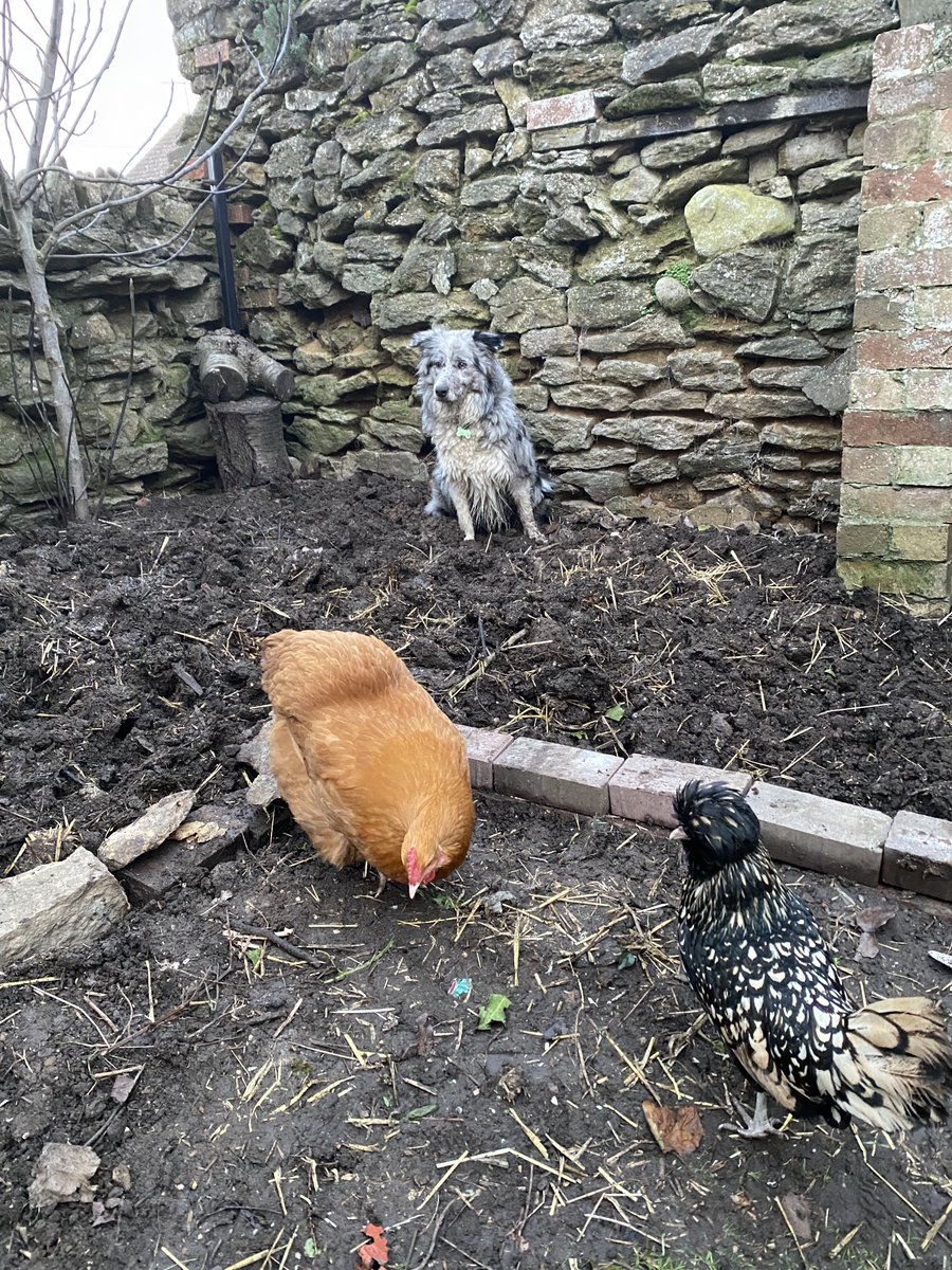 vicki_dean1's tweet photo. Digging with your pets, what could be more relaxing? #digging #puppylove #vegetablebeds #organicgardening #slugpatrol #springgardening #helpfulfriends #escapefromflockdown https://t.co/NAhqfVyIxZ