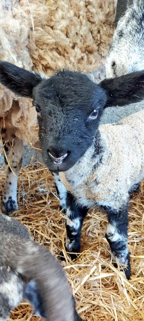 Some #lambspam for you. How cute are those ears?

#lamb24 #lambinglive #lambing23 #lambing2023 #farm24