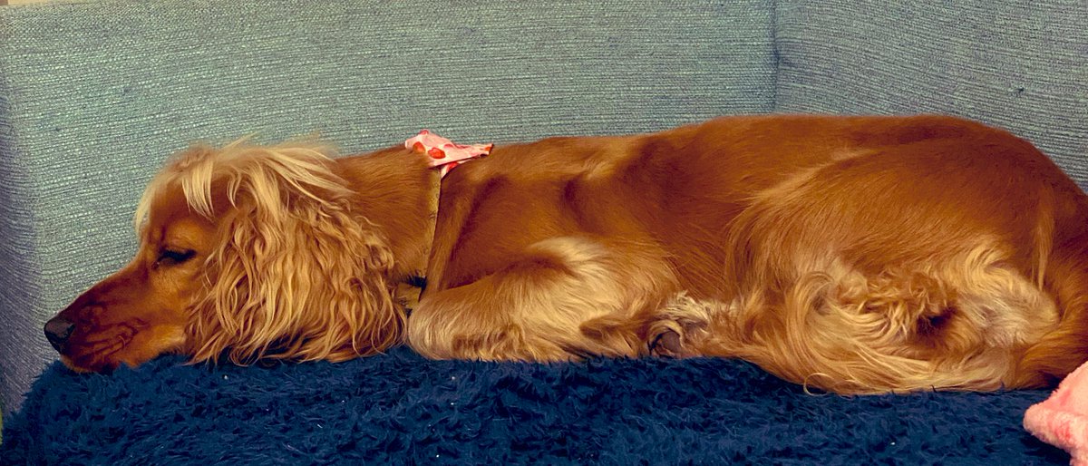Just apologised to the dog for coughing once and disturbing her early evening slumber. #pamperedpooch