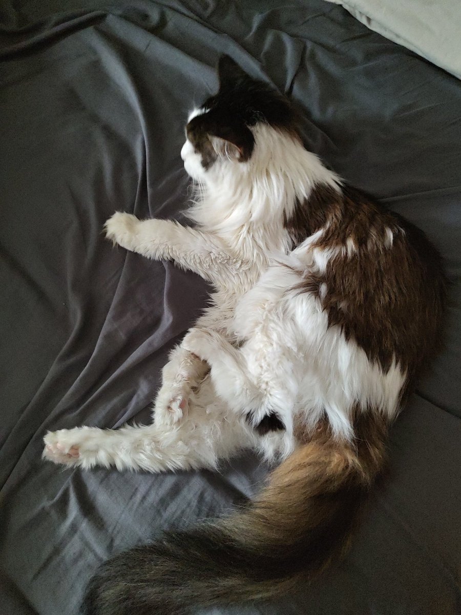 peanutbudderj's tweet photo. can you figure out where all my legs are? 🤭😘 #CatsOfTwitter https://t.co/usGJX1qJLn