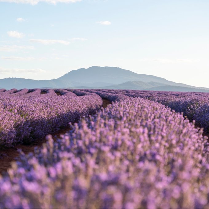 Oh, @Bridestowestate, we just wanna stay in your lavender haze forever 💜  Who wouldn't want to trade<a class="tags" target="_blank" title="On Twitter" href="/?out=eyJ0eXAiOiJKV1QiLCJhbGciOiJIUzUxMiJ9.eyJpYXQiOjE3MjA4MzI3NTUsImlzcyI6InR3cG9ybnN0YXJzLmNvbSIsIm5iZiI6MTcyMDgzMjc1NSwiZXhwIjoxNzUyMzY4NzU1LCJyZWRpcmVjdF91cmwiOiJodHRwczovL3R3aXR0ZXIuY29tL0JyaWRlc3Rvd2VzdGF0ZSJ9.y8N0XugRzYavwsiT6_HAngs5Smi7UjK__afw247akxy1mtsgr4M5jYRqN0kpVed4UqoP1Jppu-dcFriaW7hQaQ">@Bridestowestate</a><a href="/tag/seeaustralia"class="tags"><span>#seeaustralia</span></a><a href="/tag/comeandsaygday"class="tags"><span>#comeandsaygday</span></a>