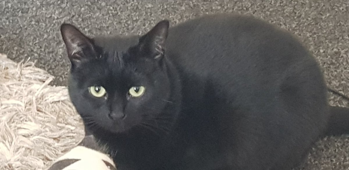 Daddy says I'm the only cat that 'tuts'
When breakfast is late...
Hes lucky ...he was 2minutes 10 seconds late with my brekkie this morning..
YOU COULD SEE MY RIBS!!!!
"TUT!"
Love Magick xx