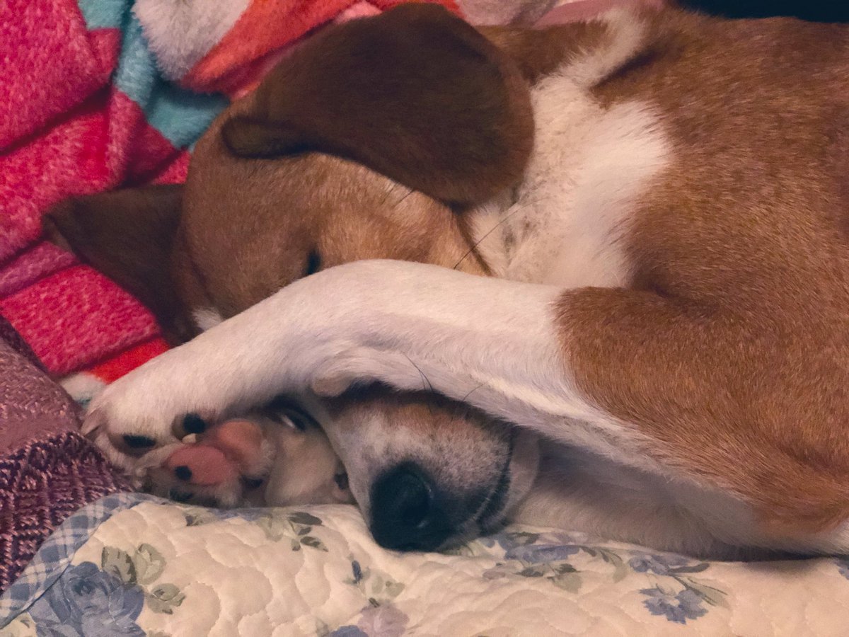 xinbradx's tweet photo. Rosie’s reaction watching #HappyValleyFinale https://t.co/2je5OSadvg