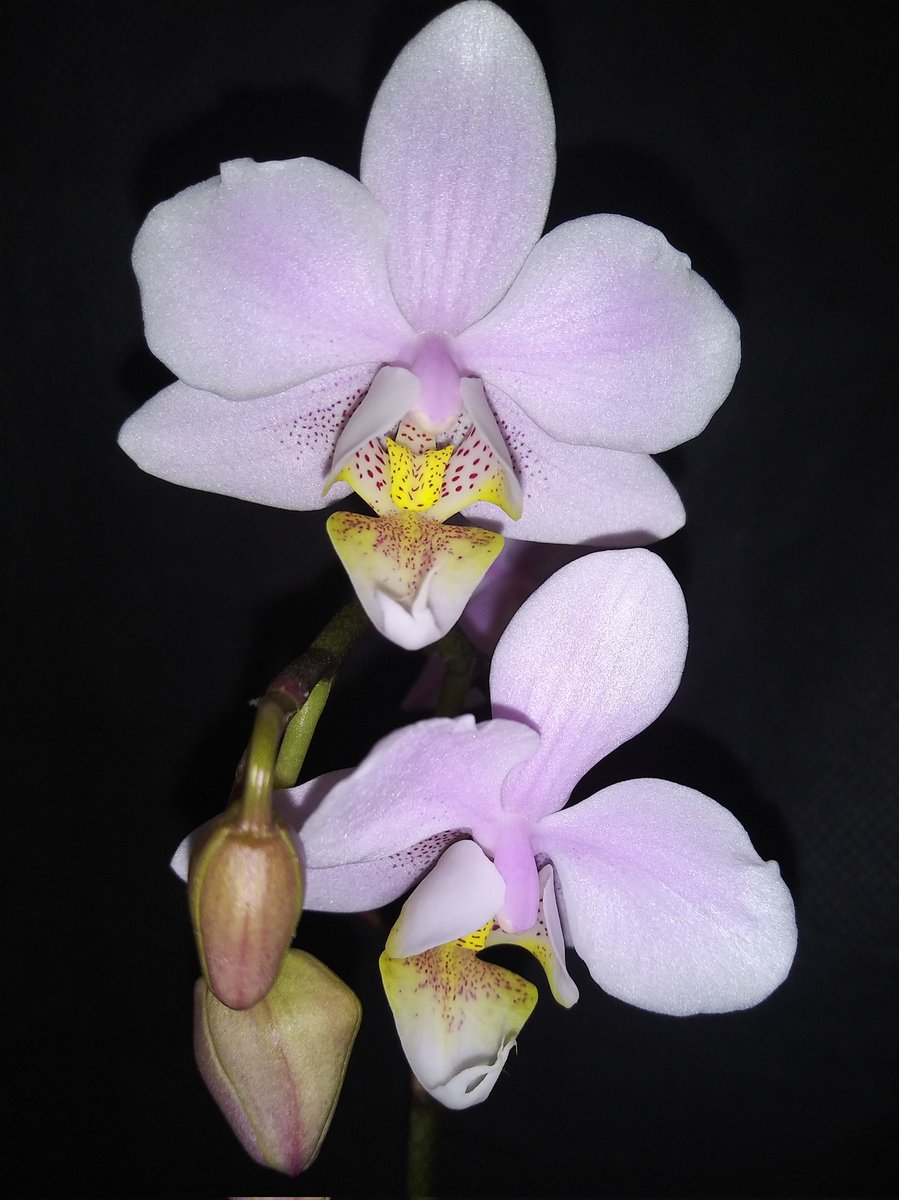 PetrovichBilly's tweet photo. #Phalaenopsis Pinlong Cheris 'Sakura' updated #BloomageReport on my #Orchid https://t.co/YrptmJWm7e