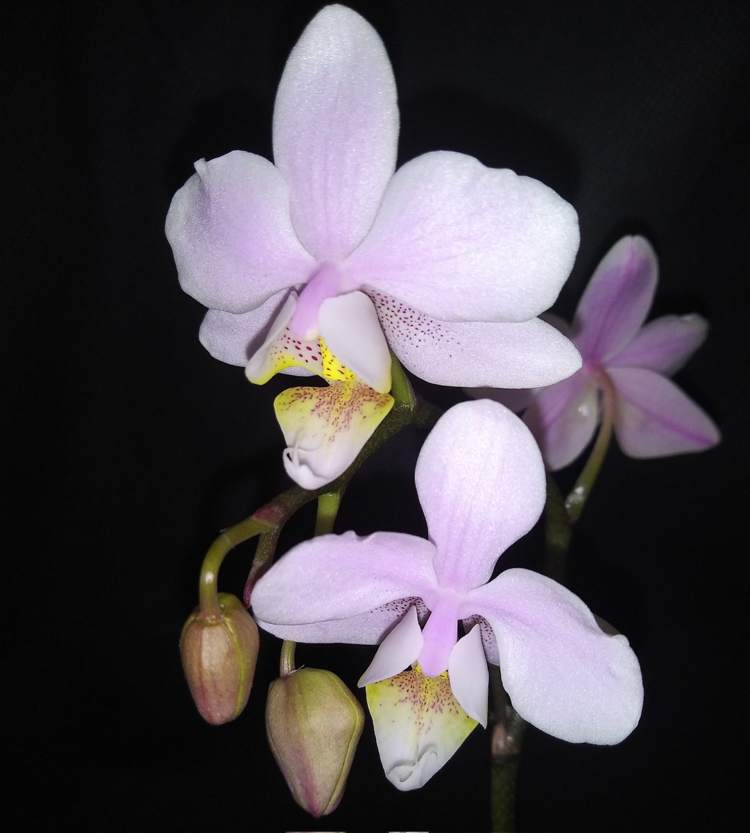 PetrovichBilly's tweet photo. #Phalaenopsis Pinlong Cheris 'Sakura' updated #BloomageReport on my #Orchid https://t.co/YrptmJWm7e