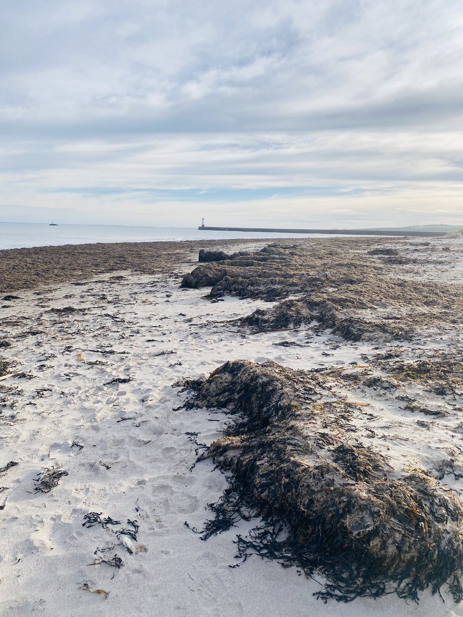 Beautiful Berwick with the wee man!! 

#dayout #photography #nature #family #fun #photooftheday #travel #happy #picoftheday #explore #adventure #familytime #daytrip #uk #beach #beautiful #weekend #sunnyday #sunshine #england #northumberland #berwickupontweed #northseacoast