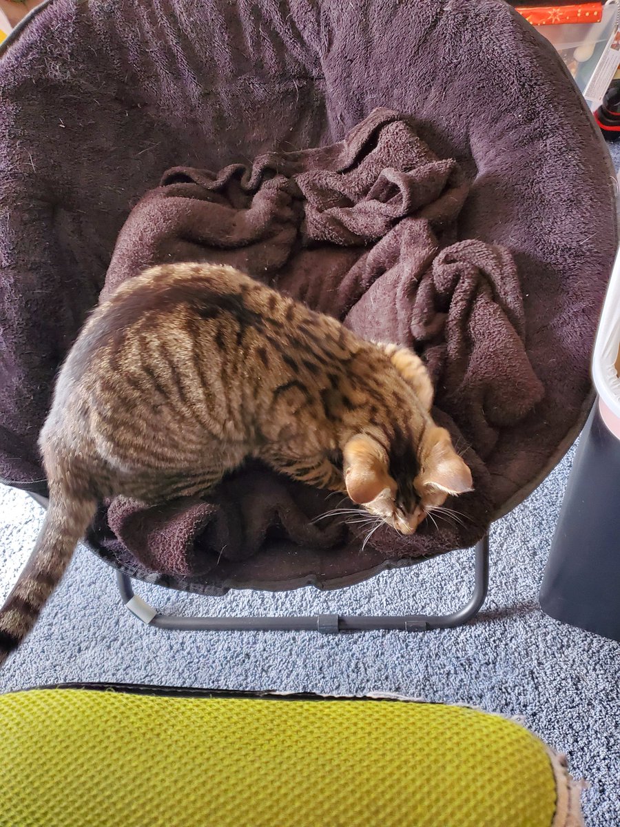 Ashes the Undying Mess ⚱️💀🐀🇺🇦 on Twitter "The chair I put next to mine