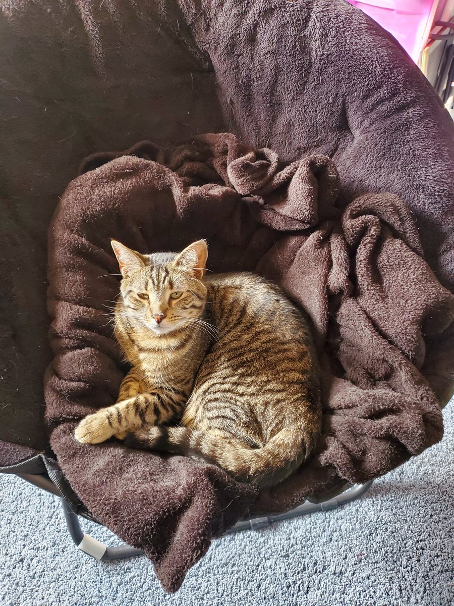 Ashes the Undying Mess ⚱️💀🐀🇺🇦 on Twitter "The chair I put next to mine