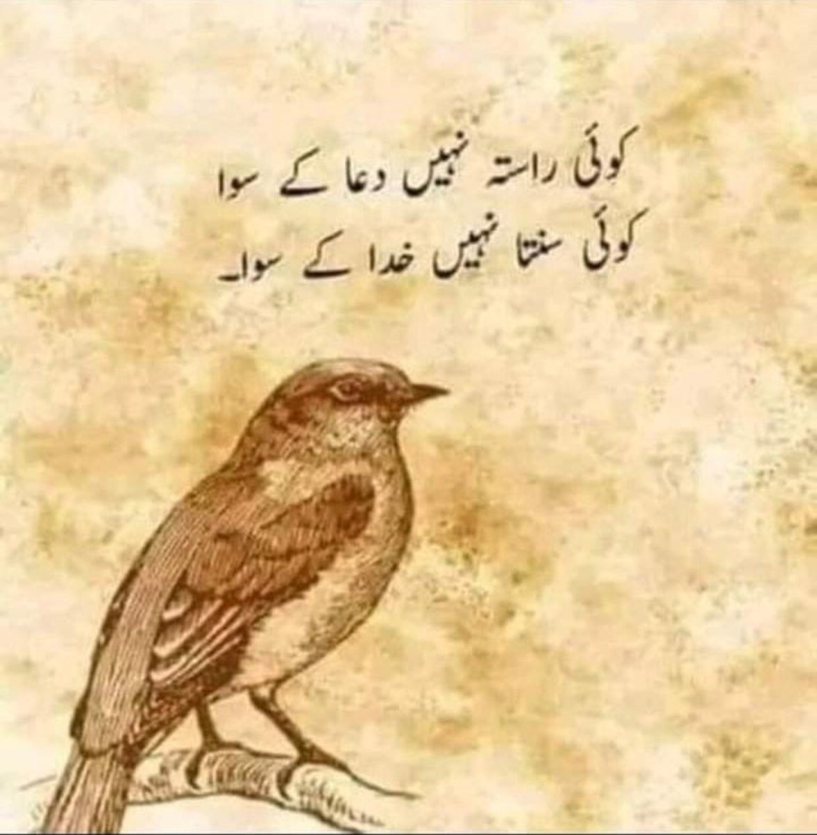 AllahkaBandahu's tweet photo. https://t.co/Fsbe4y7OsY