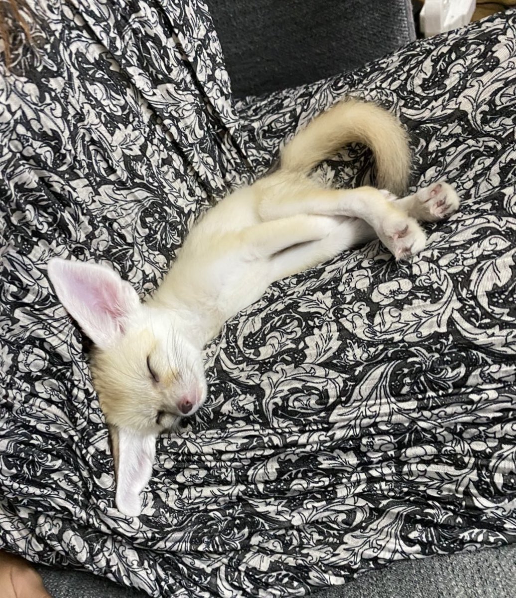 FennecsDaily's tweet photo. https://t.co/ElK6YSzRUe
