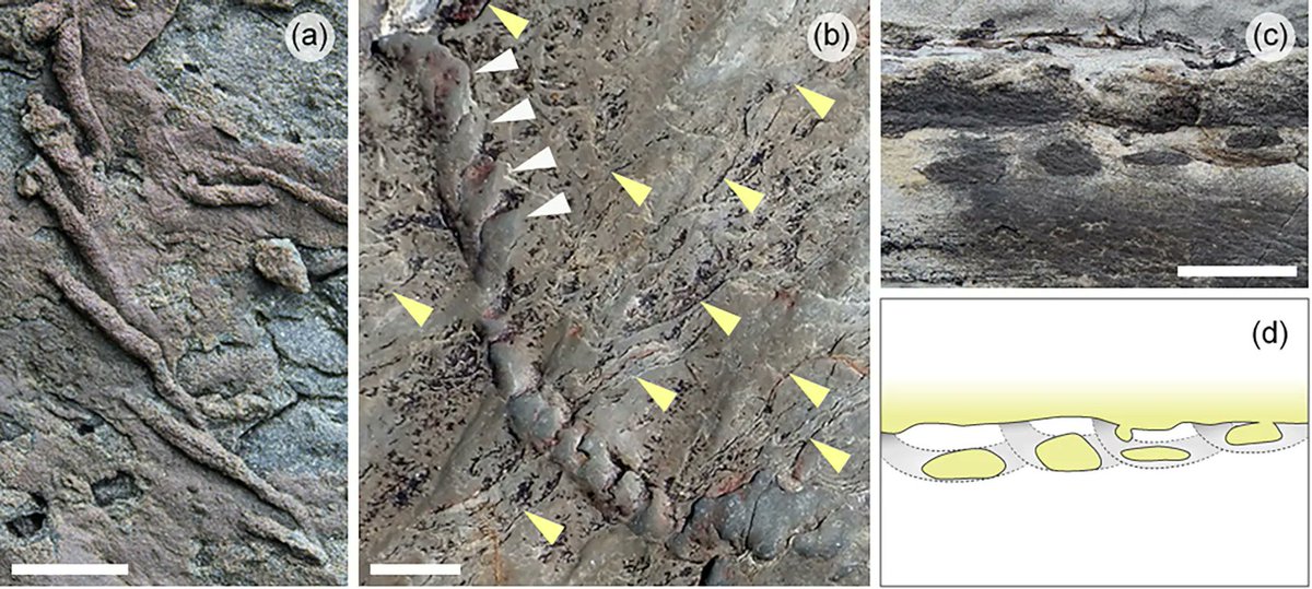The Ediacaran–Cambrian Chapel Island Formation of Newfoundland, Canada: evaluating the impact of outcrop quality on trace-fossil data sets at the Cambrian GSSP and less-explored sections 

buff.ly/3XK50KR 

<a href="/USaskGeoSci/">USask Geological Sciences</a> <a href="/queensuResearch/">Research@Queen's University</a> #fossils #ichnology
