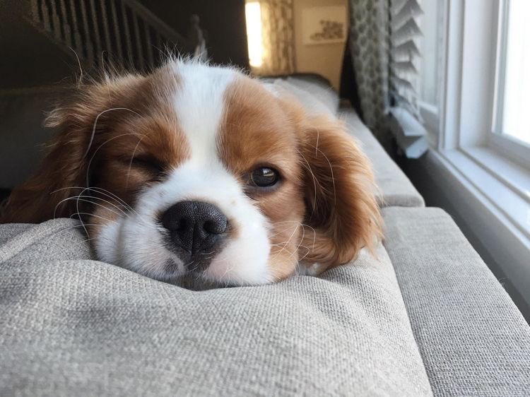 mewrim's tweet photo. A tread of #warwanarat  as puppies 🐶🦴🐾🐶🦴🐾🐶🦴🐾

—————-
To brighten up our day , and heal our wounds ❤️‍🩹

#warwanarat @warwanarat 
#ส่งความคิดถึงถึงน้องวอ #yinwar https://t.co/OGm90eEfui