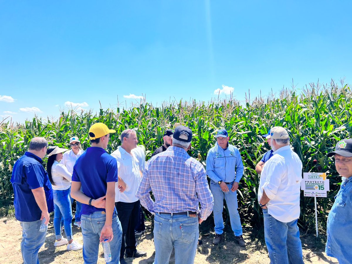 Gracias por visitarnos para ver los campos de Girasol 🌻 y de Maíz de riego 🌽 que estamos desarrollando en Turén #Portuguesa. Recibimos una recarga de animo y un excelente compartir. 
#TercosDelCampoVzla 
#SembrarEsAlgoMas 
@grupopaituren
@FedePortuguesa 
@FEDEAGRODIGITAL