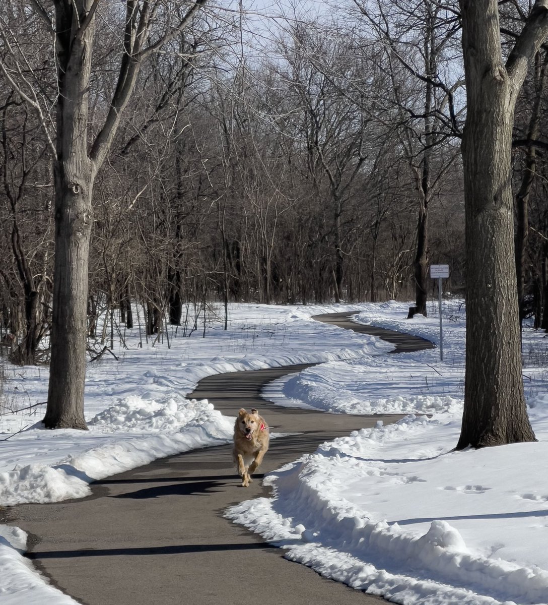 RichChapman's tweet photo. Golden delight! Nothing more needed when Bailey has a clear path, on a warm sunny day : ) #goldenretriever #goldenrunning ##goldendogs #sunshineday https://t.co/RZosurtZE5