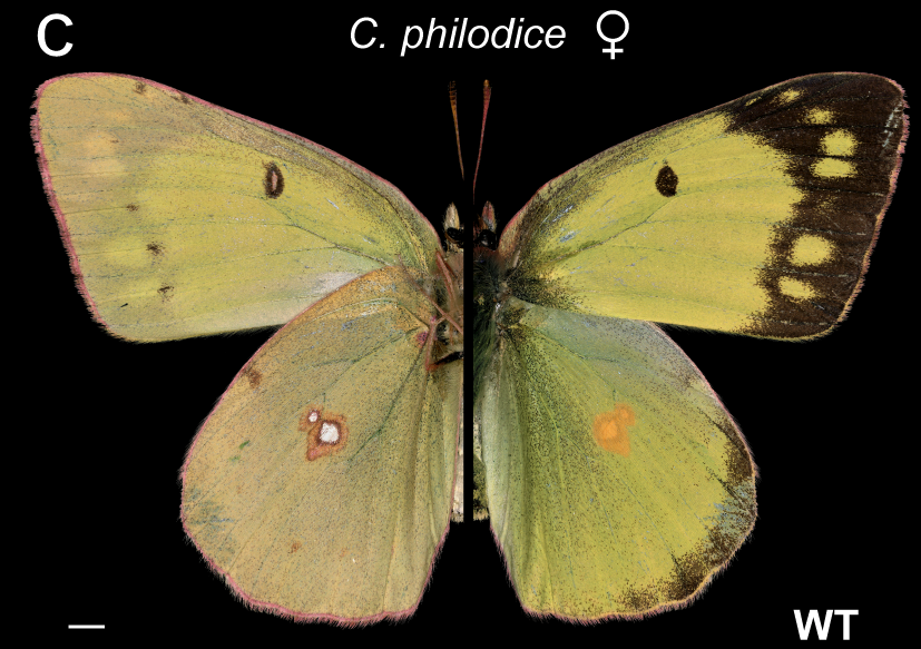 Pleased to share the latest preprint from the Martin lab @evolvwing. We investigated continuous colour variation in Colias butterflies, and found that few large effect loci explain a large portion of the variation #colsci 1/