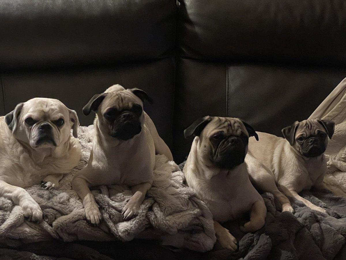 OutofboundsBD's tweet photo. Back in the day you had the #RatPack. Fast forward to today and this is the #PugPack.
#puglife https://t.co/n5eDD0fxT4