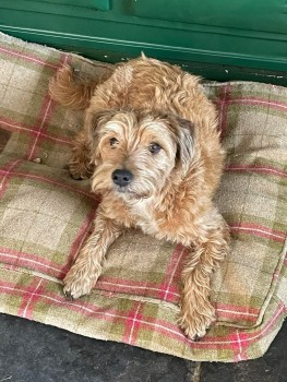 POSS SIGHTING #WinterborneStickland #DT11
#StillMissing #Stolen? LOCAL HELP NEEDED

🆘27 JAN 2023 #Lost JERRY #ScanMe #BTPosse
Golden, Red Wheaten Border Terrier Cross Male 
#Lydlinch nr #SturminsterNewton #Dorset #DT10 
doglost.co.uk/dog-blog.php?d…