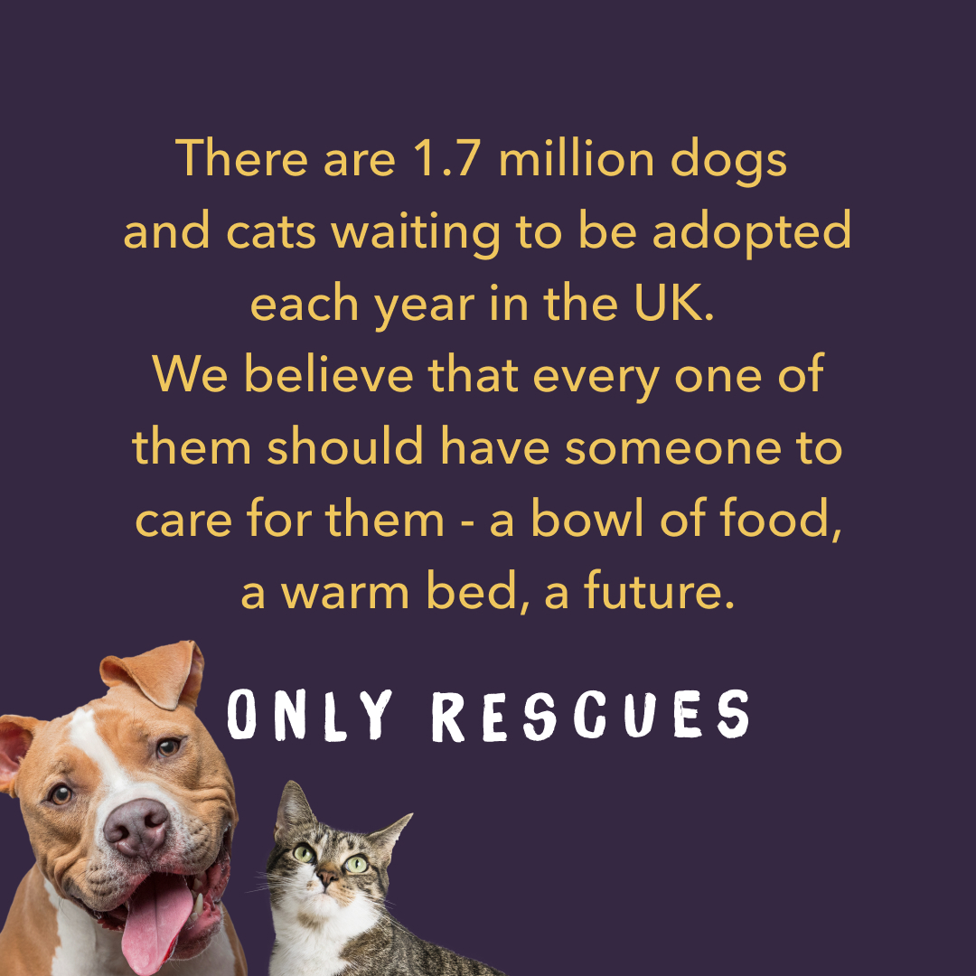 OnlyRescues's tweet photo. #AdoptDontShop #animalrescue #dogsoftwitter #CatsOfTwitter #RescueDogs #rescuecat https://t.co/OfTQJKooFd