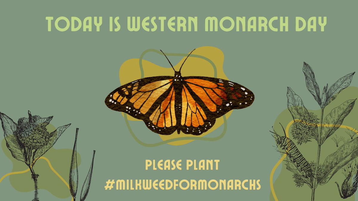 I'm happy that the beloved western monarch is still around, however, their numbers are still down 90%. Please help out by planting milkweed or flowers. #milkweedformonarchs #WesternMonarchDay #butterfly #facts #nationalwesternmonarchday #caterpillars #endangered #insect #insects