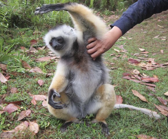 From Acton’s Madagascar Travel Archives 🇲🇬
#scratchthatitch 
#sifaka #lemur 

#Madagascar 
#madagascartravel #madagascarwildlife 
#lemurian #indriindri #malagasy #malgache